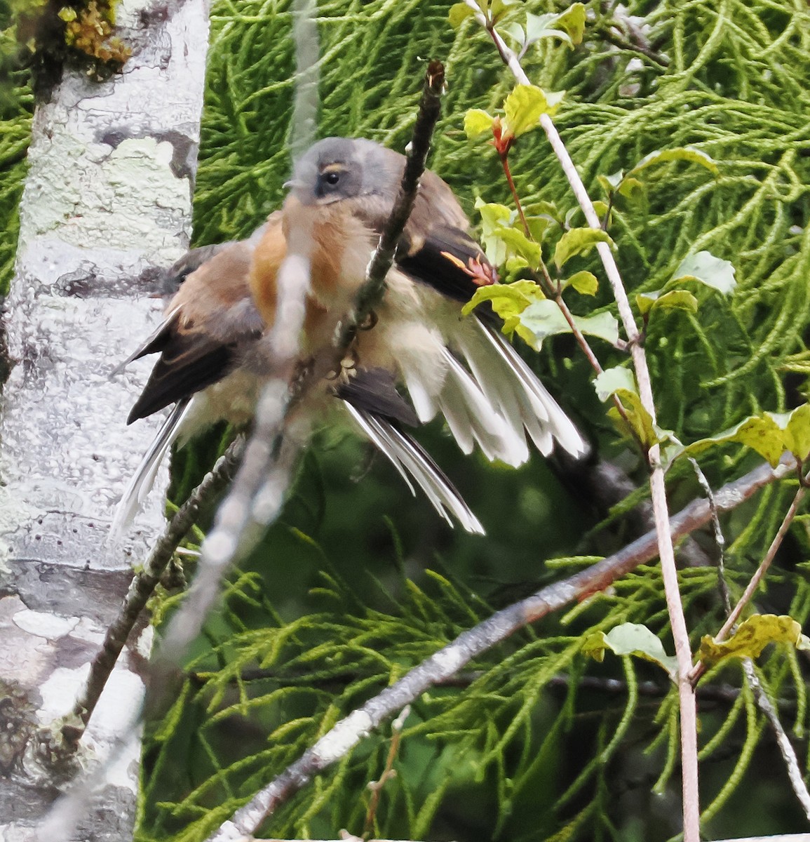 ニュージーランドオウギビタキ - ML647005831