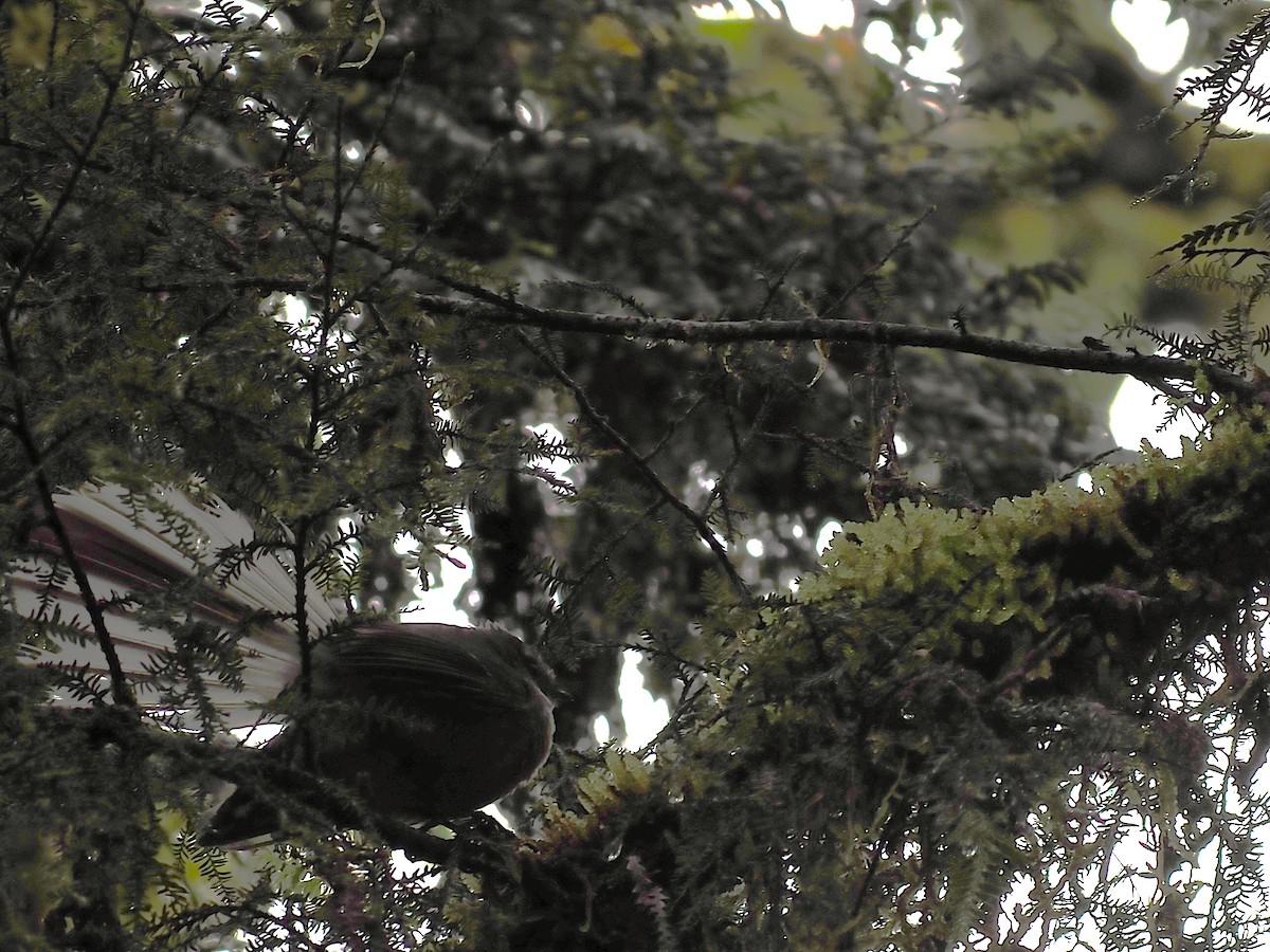 ニュージーランドオウギビタキ - ML647005832