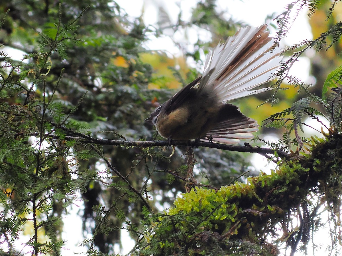 ニュージーランドオウギビタキ - ML647005833