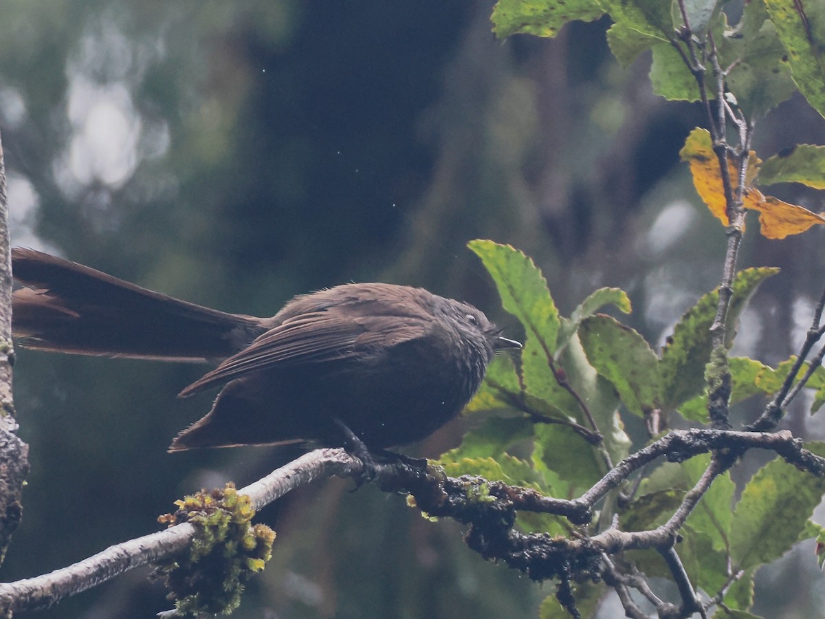 ニュージーランドオウギビタキ - ML647005834