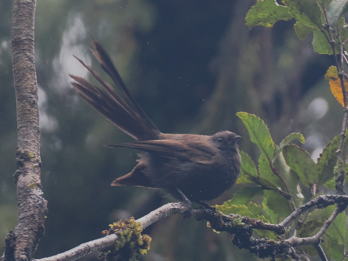 ニュージーランドオウギビタキ - ML647005835