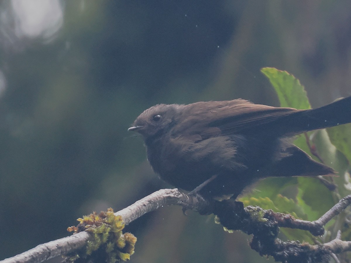 ニュージーランドオウギビタキ - ML647005836