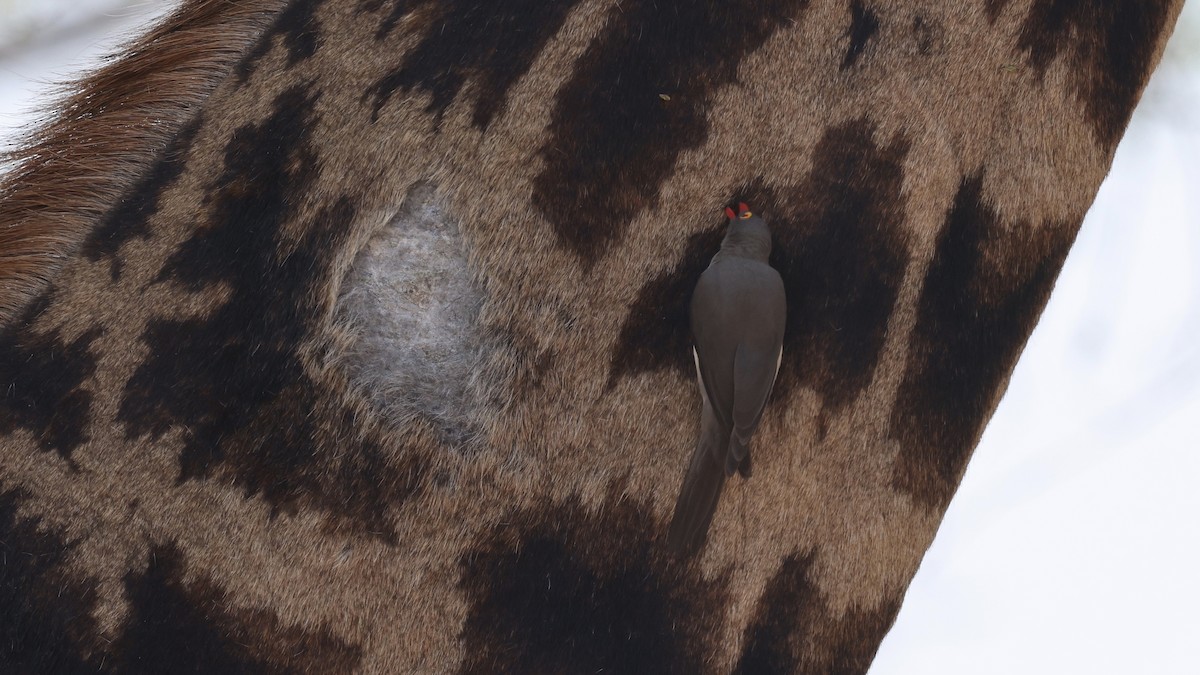 Ґедзеїд червонодзьобий - ML647005837