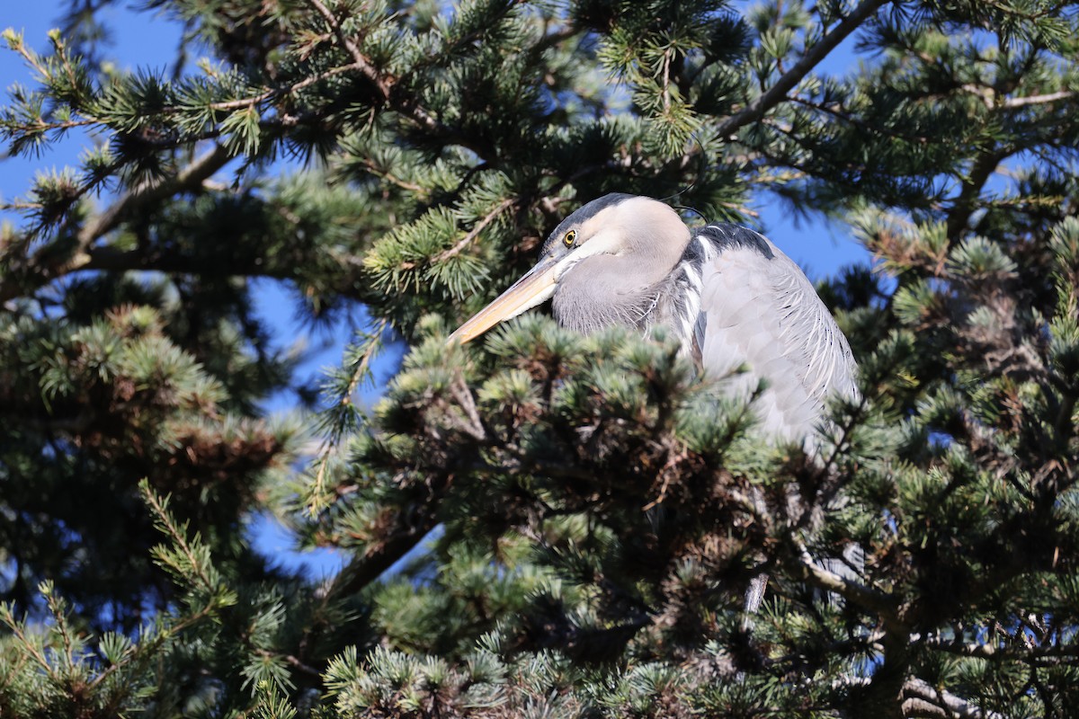 オオアオサギ - ML647005838