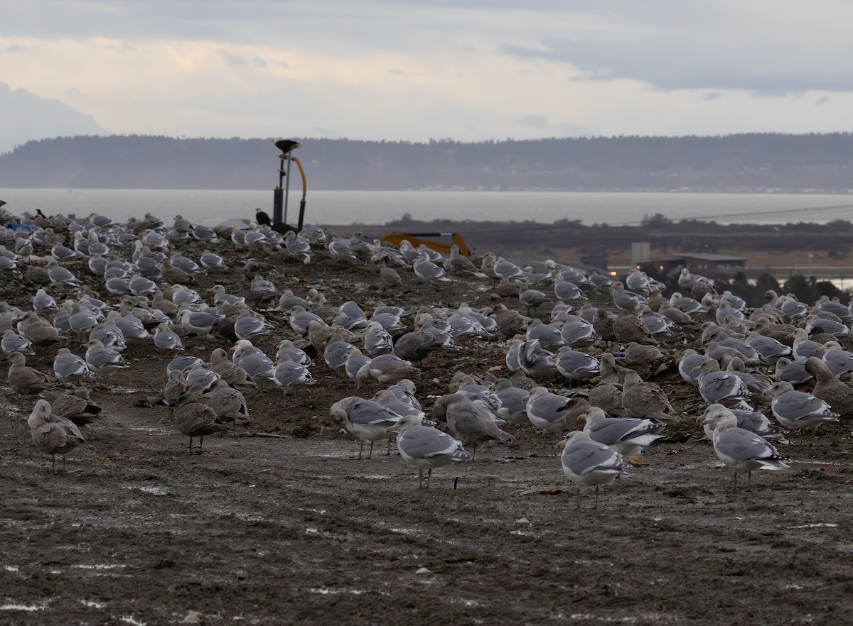 カモメ属 - ML647005839