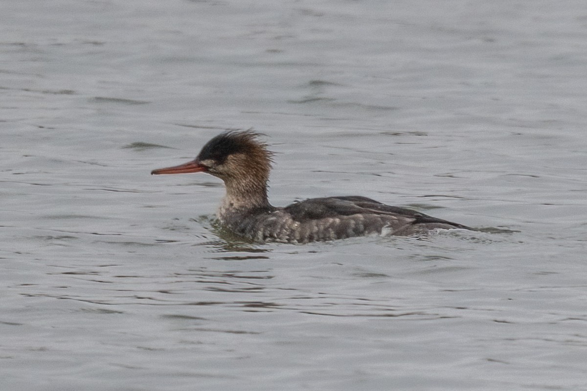 ウミアイサ - ML647005840