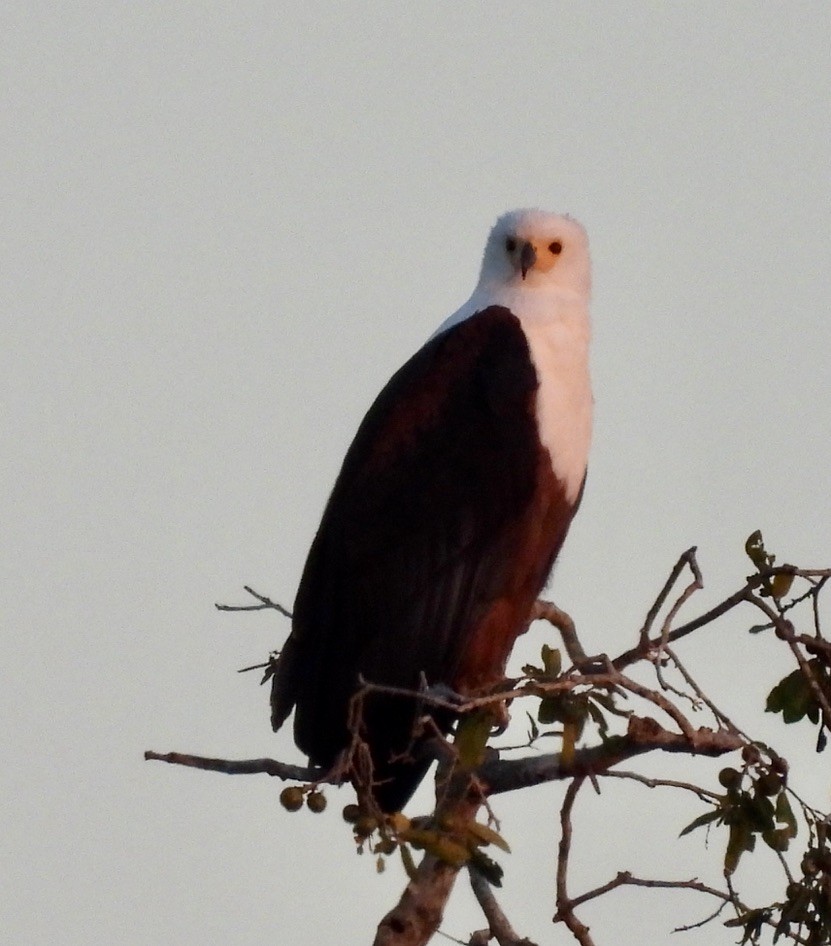 African Fish-Eagle - ML647005843