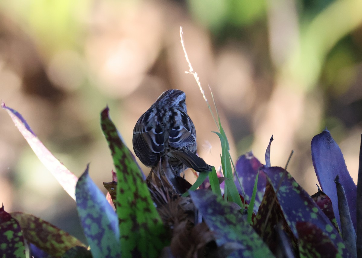 Song Sparrow - ML647005846