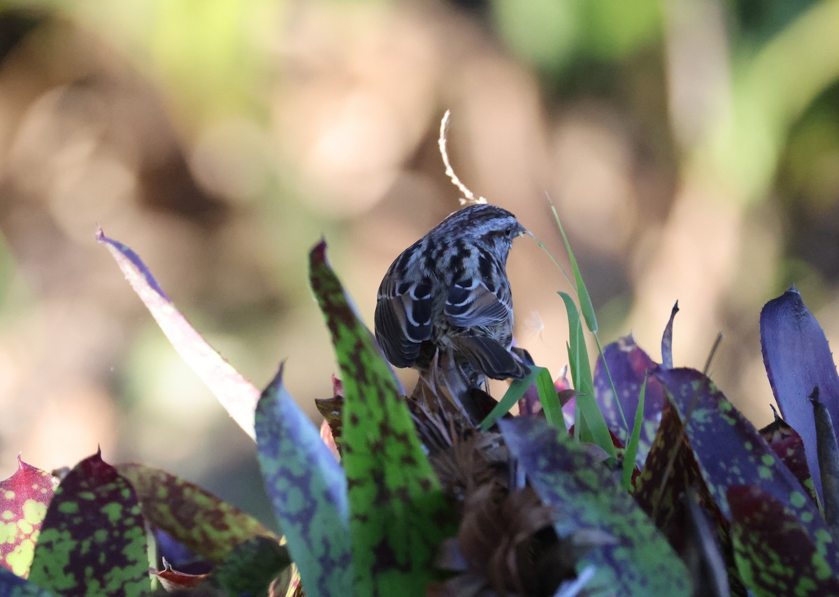 Song Sparrow - ML647005847