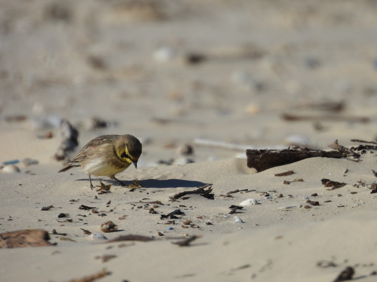 Эвэрт болжмор - ML647005848