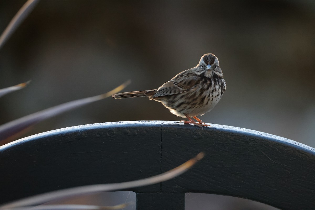 Song Sparrow - ML647005849