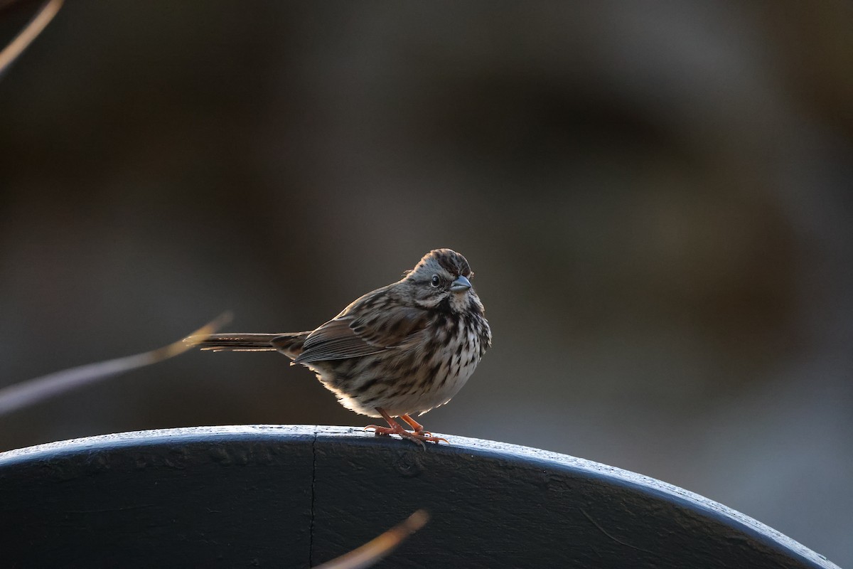 Song Sparrow - ML647005850