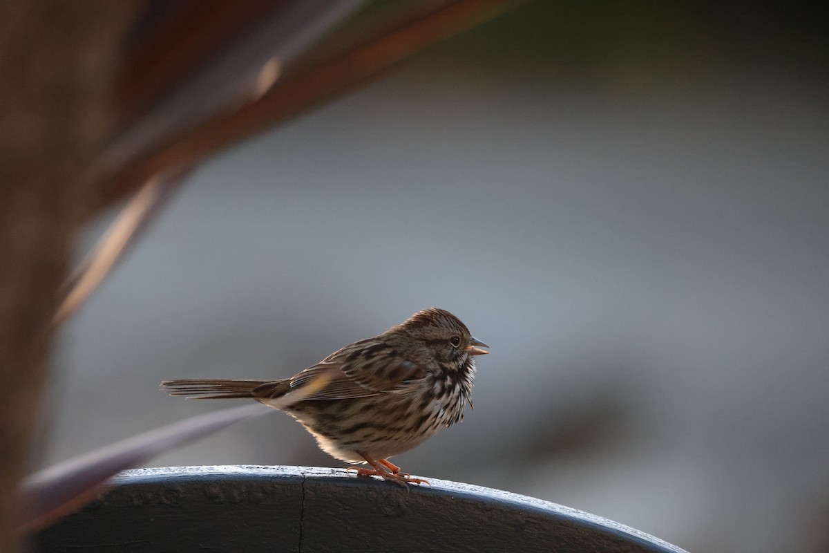 Song Sparrow - ML647005851