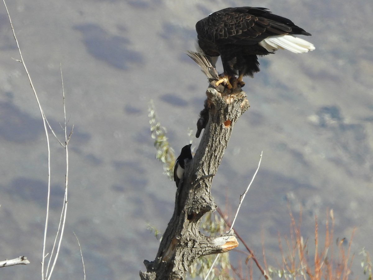 Pie d'Amérique - ML647005852