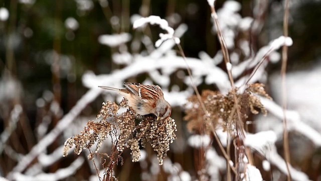 American Tree Sparrow - ML647005853