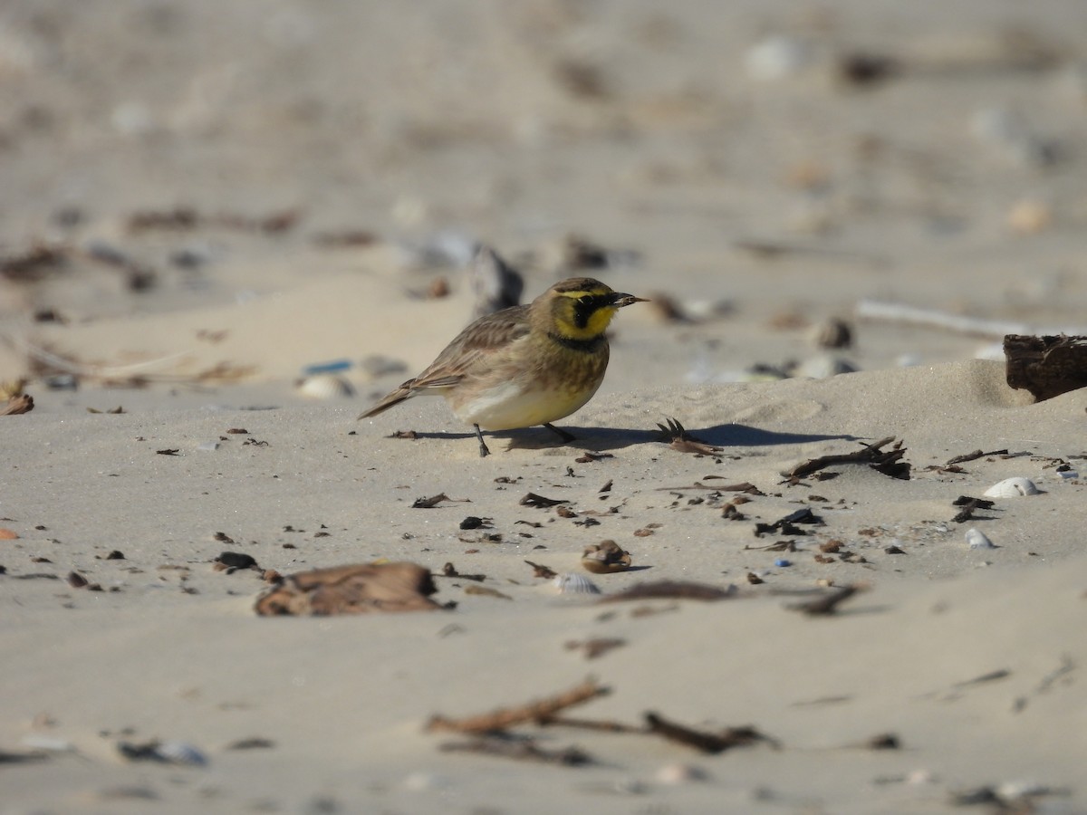 Эвэрт болжмор - ML647005854