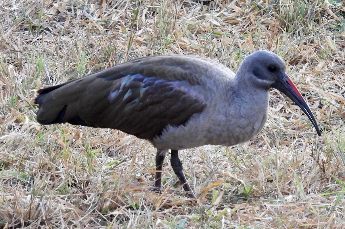 Hadada ibisa - ML647005856