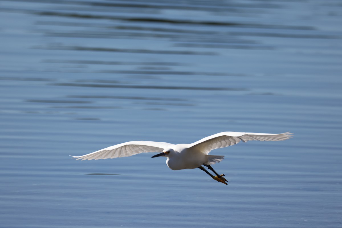 ユキコサギ - ML647005857