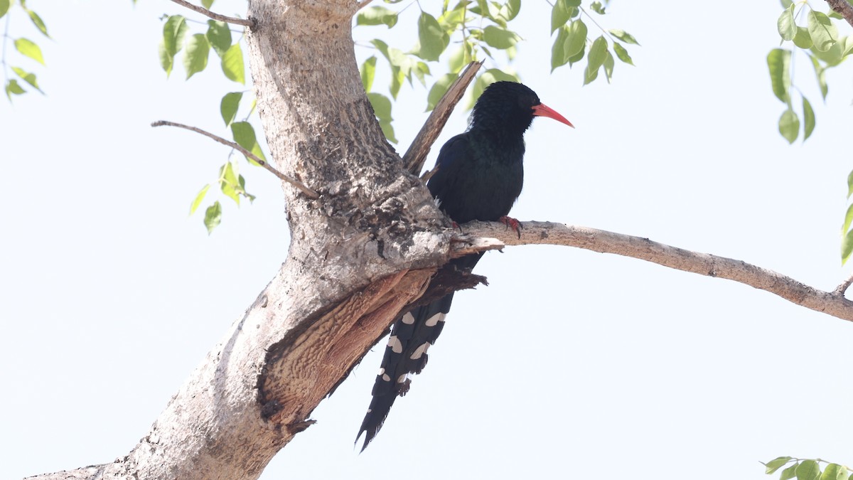 Слотняк пурпуровий - ML647005858