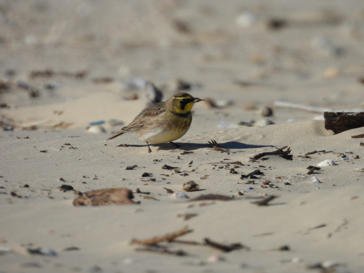 Эвэрт болжмор - ML647005859