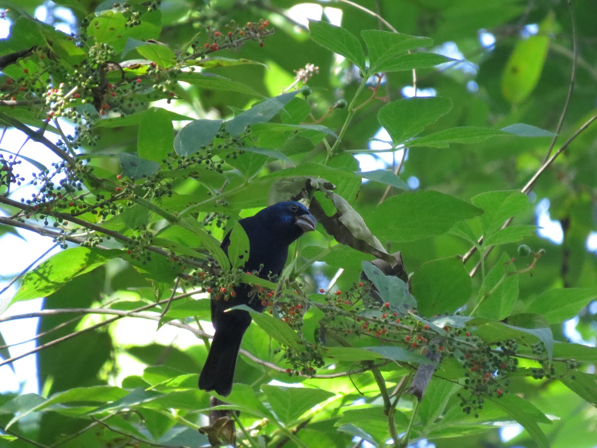Blue Bunting - ML647005862