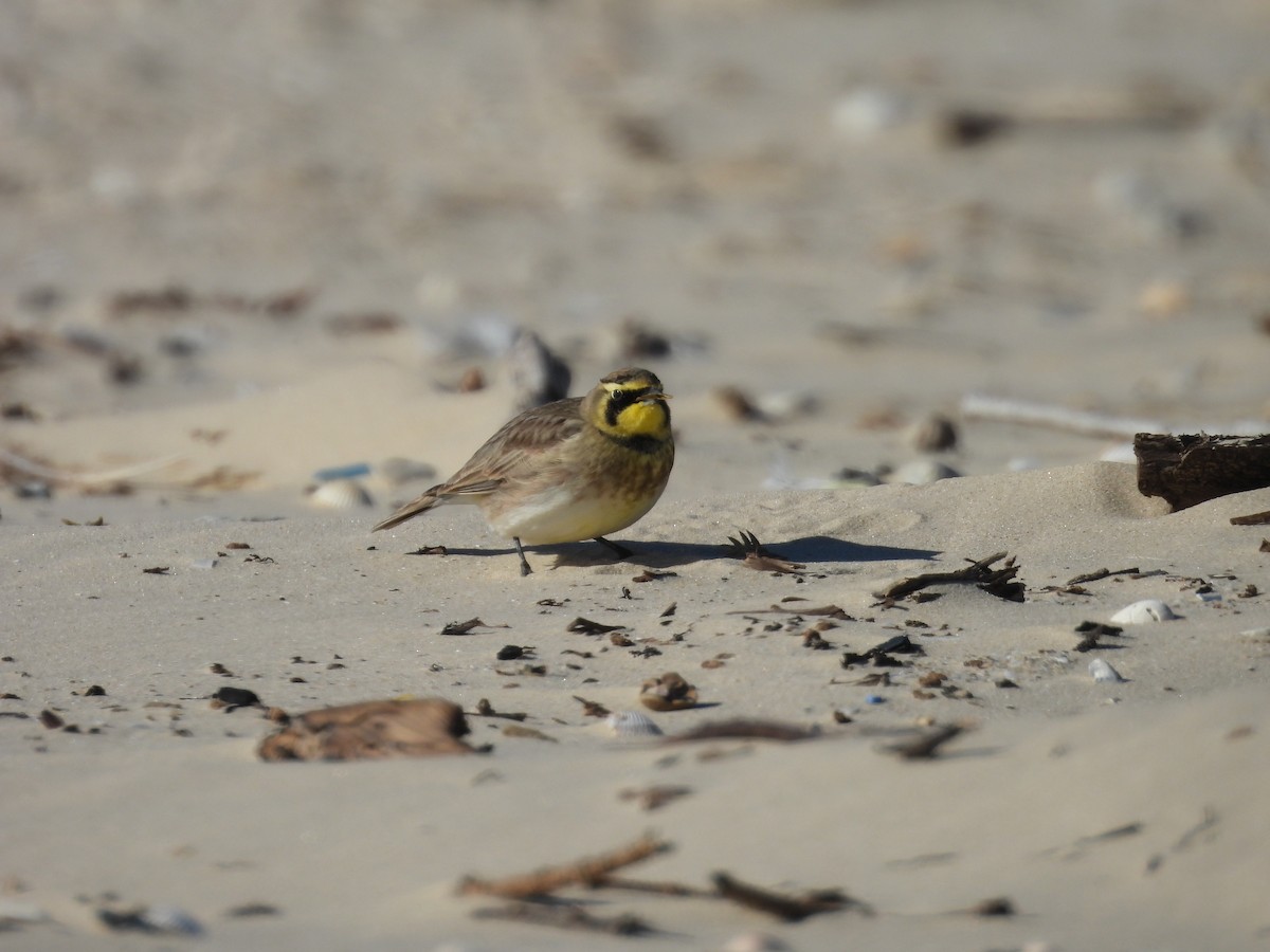 Эвэрт болжмор - ML647005863