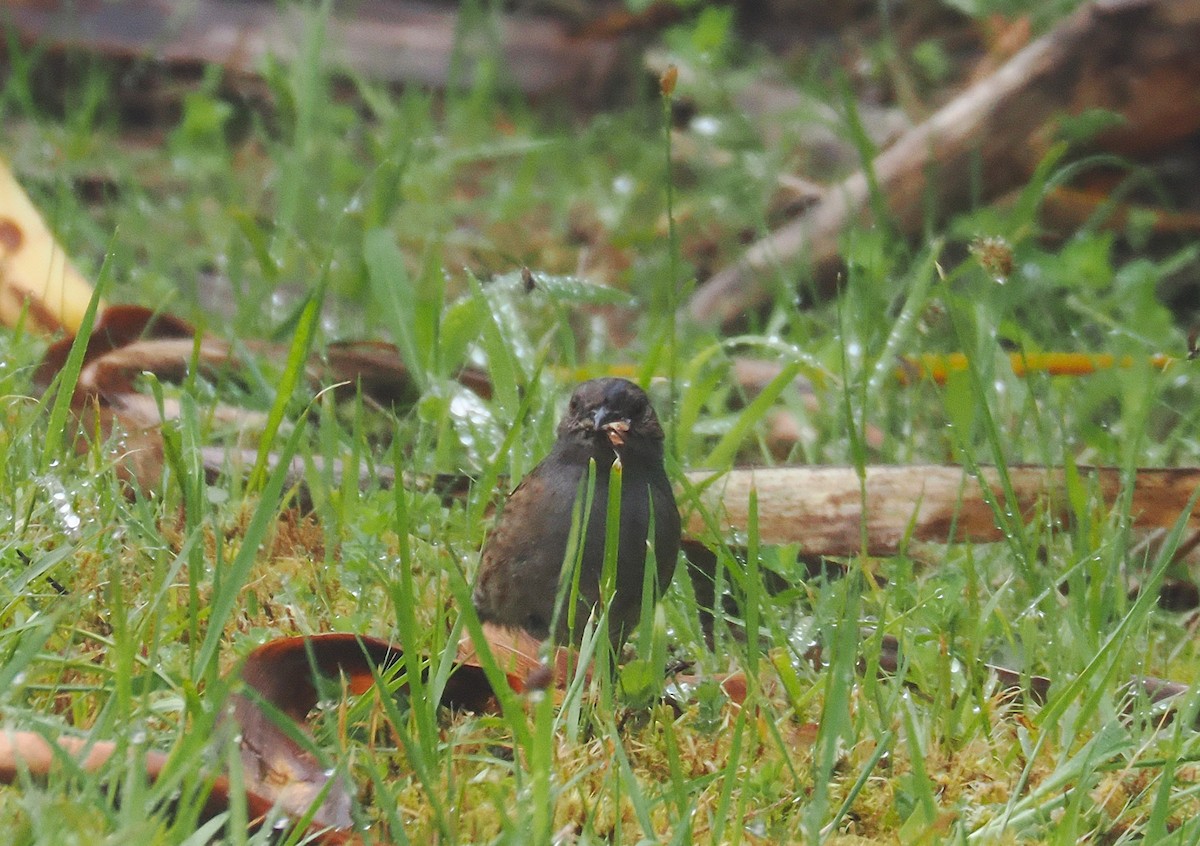 Accenteur mouchet - ML647005864