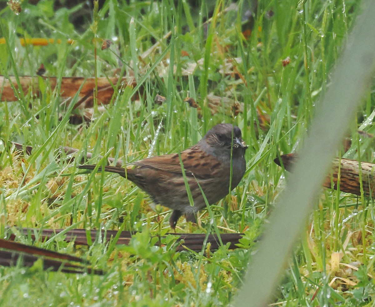 Accenteur mouchet - ML647005865