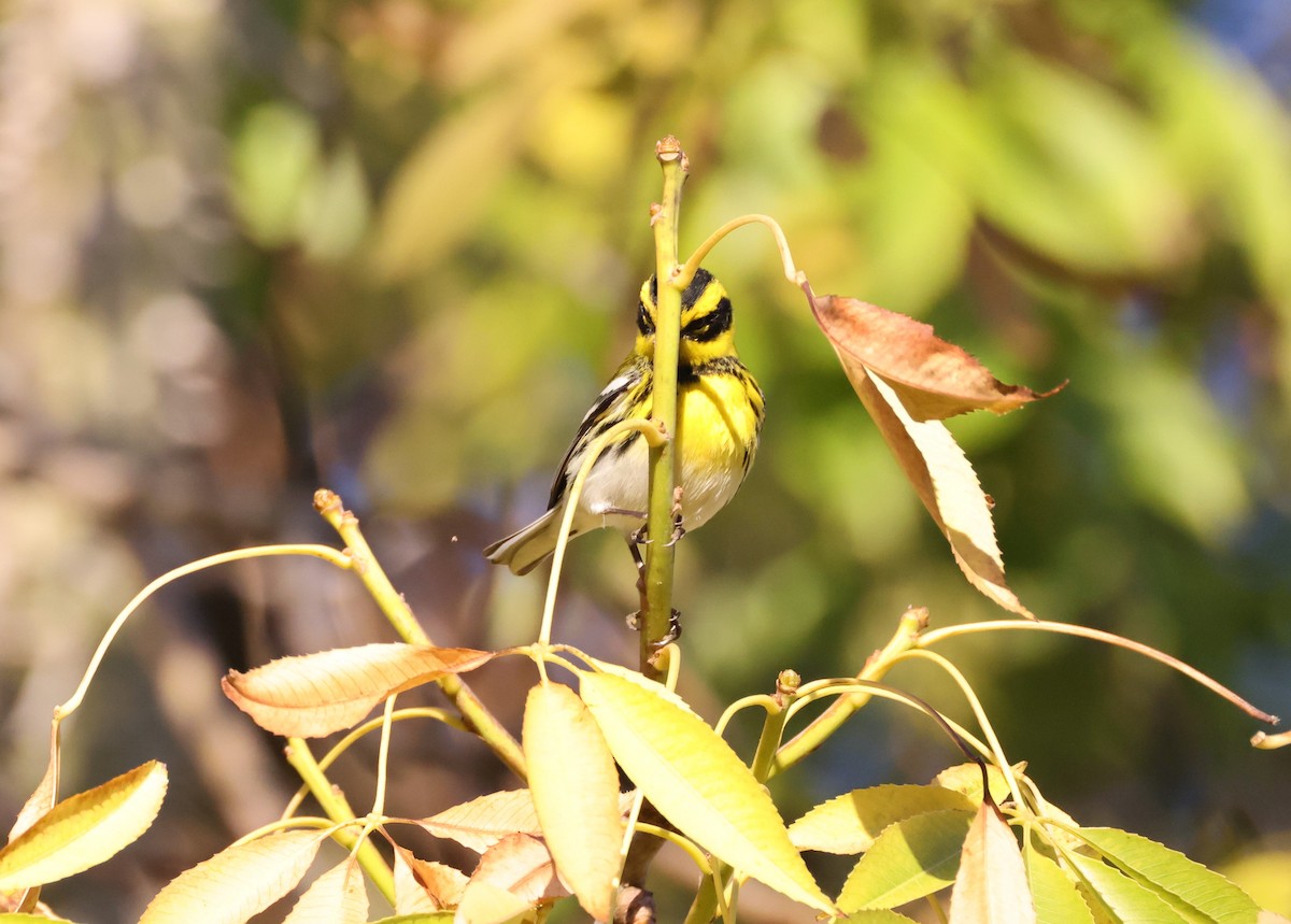 タウンゼンドアメリカムシクイ - ML647005868