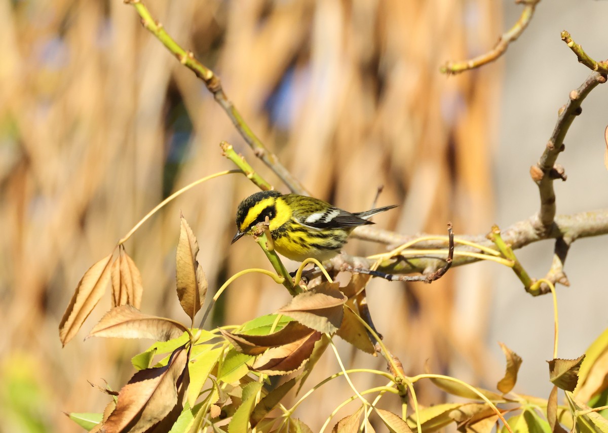 タウンゼンドアメリカムシクイ - ML647005869