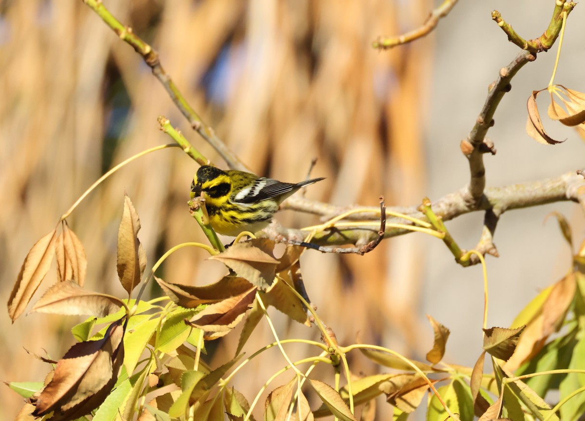 タウンゼンドアメリカムシクイ - ML647005870