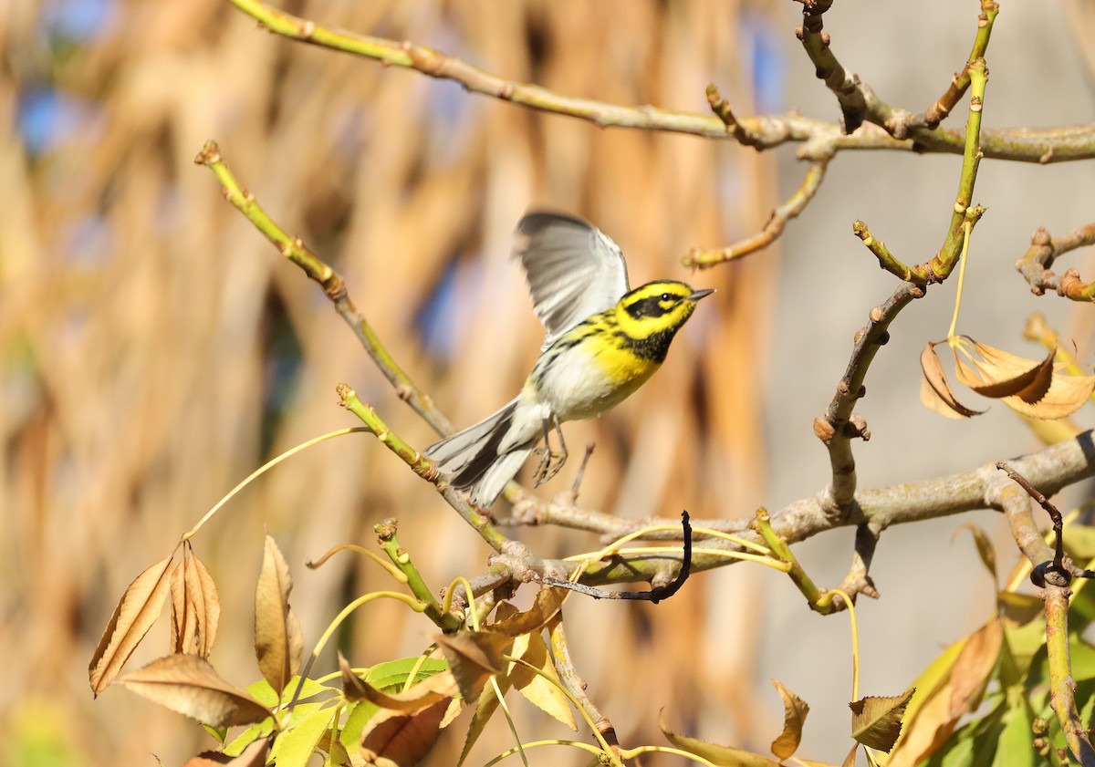 タウンゼンドアメリカムシクイ - ML647005871