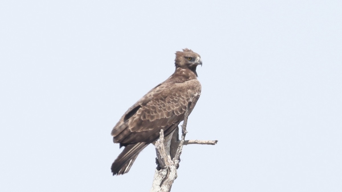 ゴマバラワシ - ML647005872