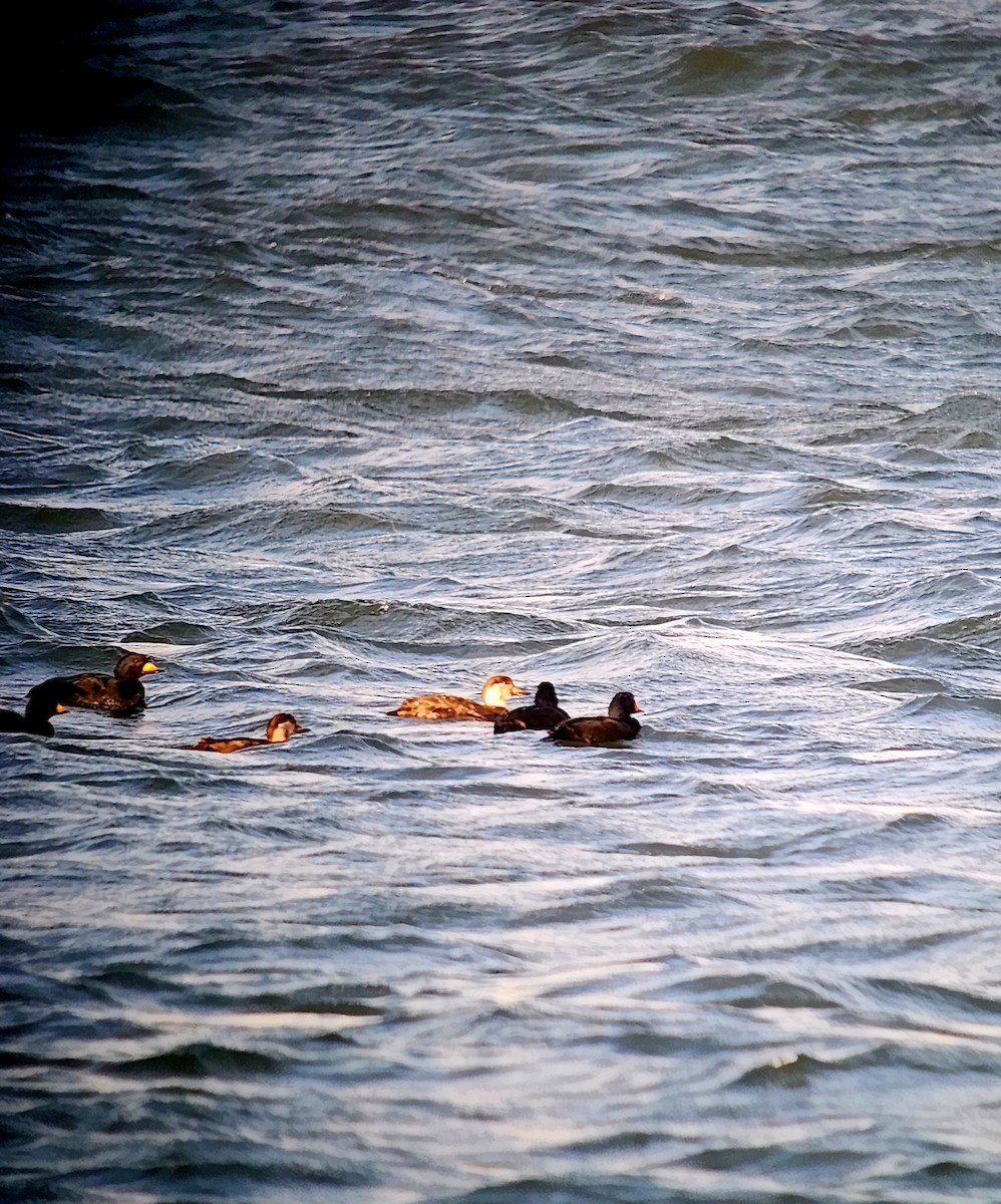 クロガモ - ML647005873