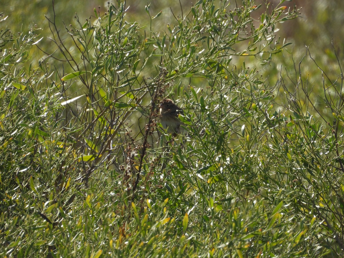 イナゴヒメドリ - ML647005874