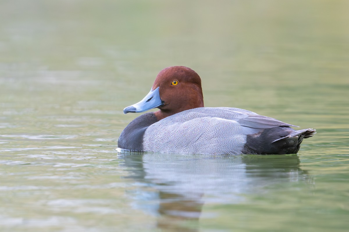 アメリカホシハジロ - ML647005876