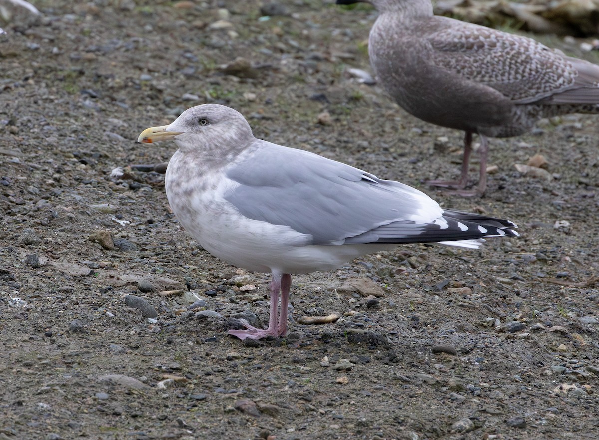 雑種 アメリカセグロカモメ ｘ ワシカモメ - ML647005878