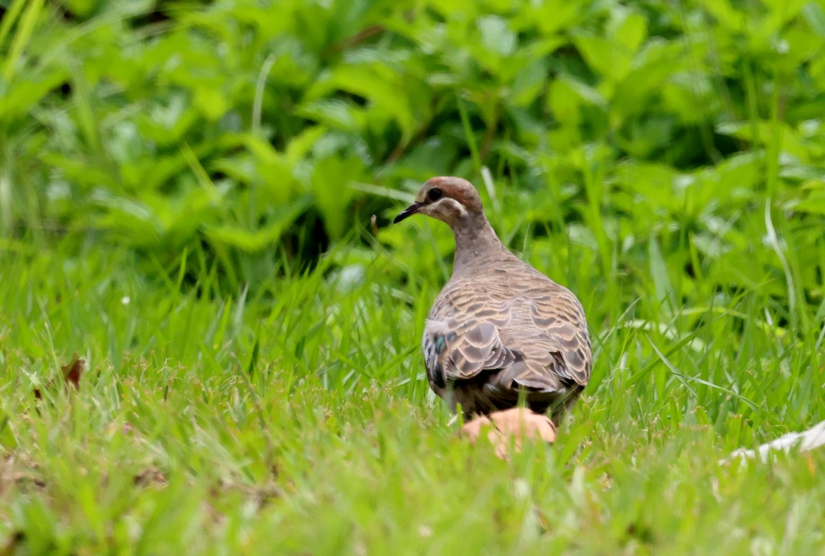 ニジハバト - ML647005896