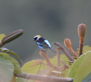 キンズキンフウキンチョウ - ML647005897