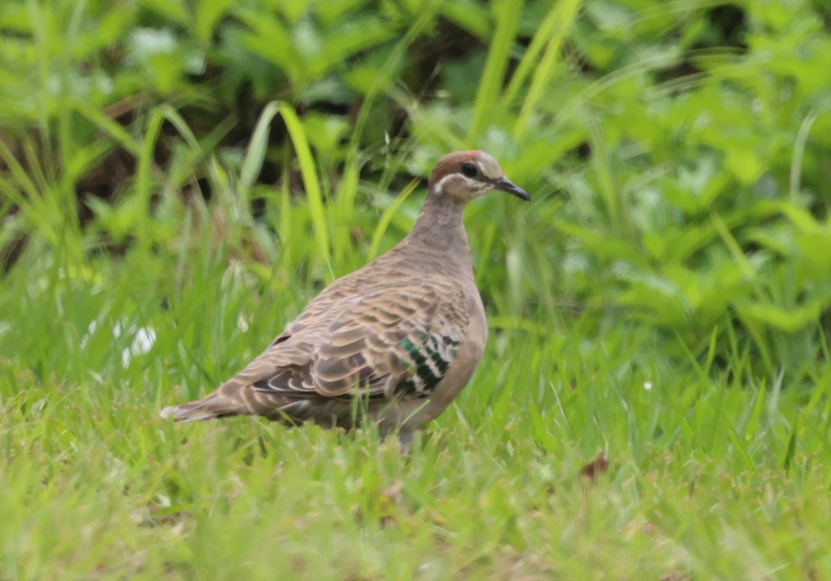 ニジハバト - ML647005899