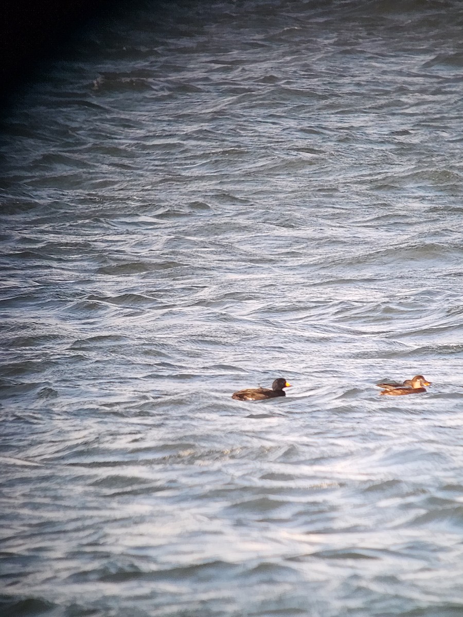 クロガモ - ML647005900