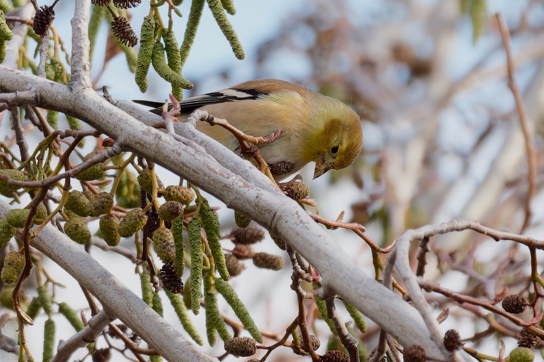 オウゴンヒワ - ML647005901