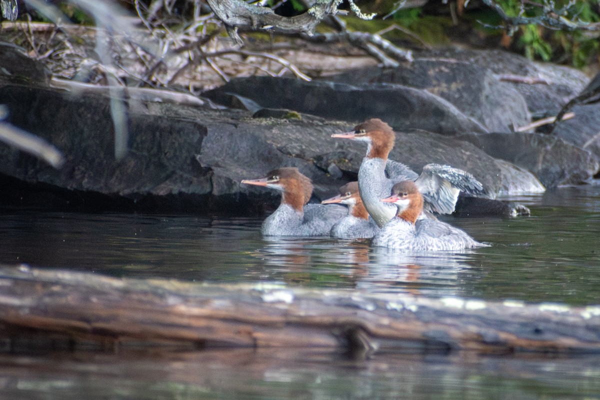 カワアイサ - ML647005902