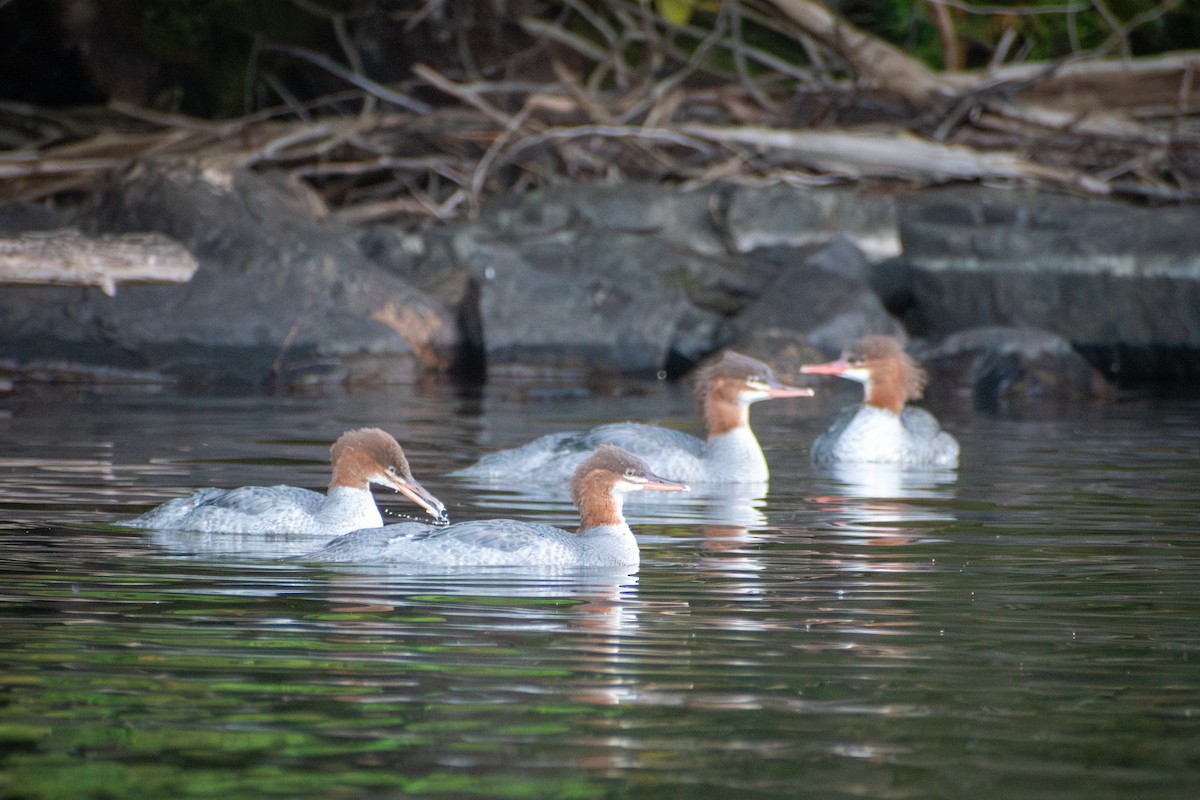 カワアイサ - ML647005903