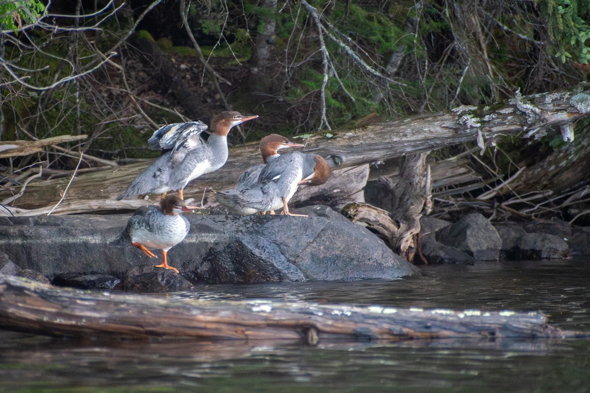 カワアイサ - ML647005904