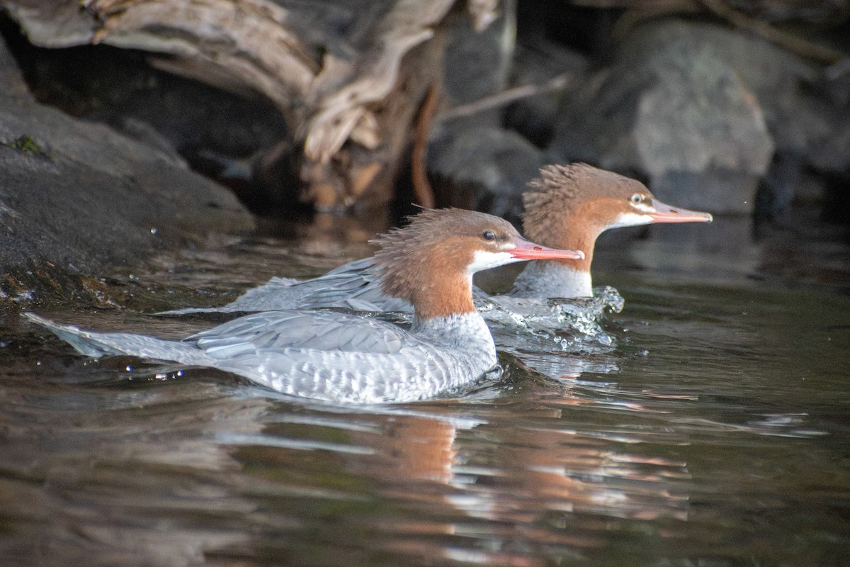 カワアイサ - ML647005905