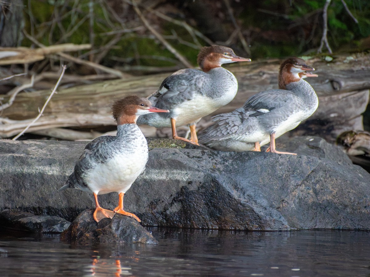 カワアイサ - ML647005906