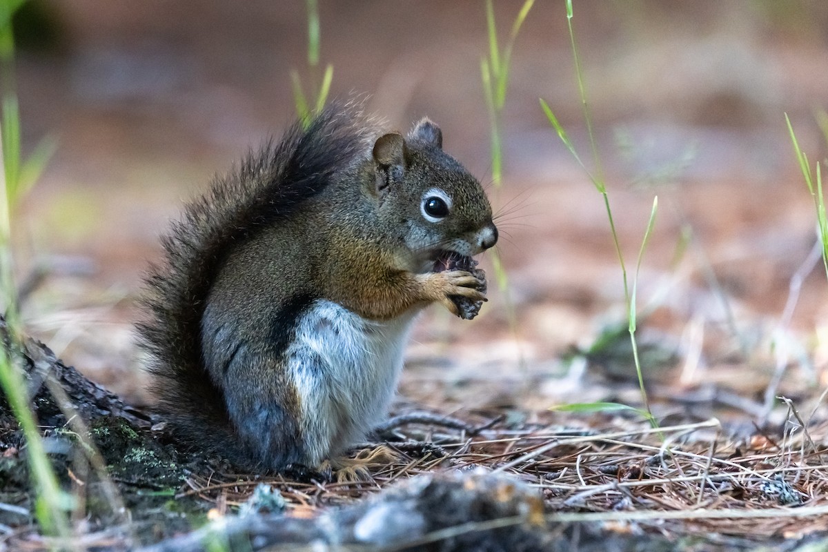 哺乳綱 - ML647005909