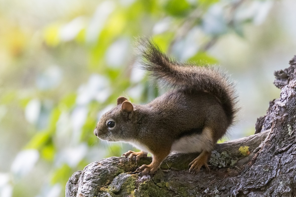 動物界 - ML647005910