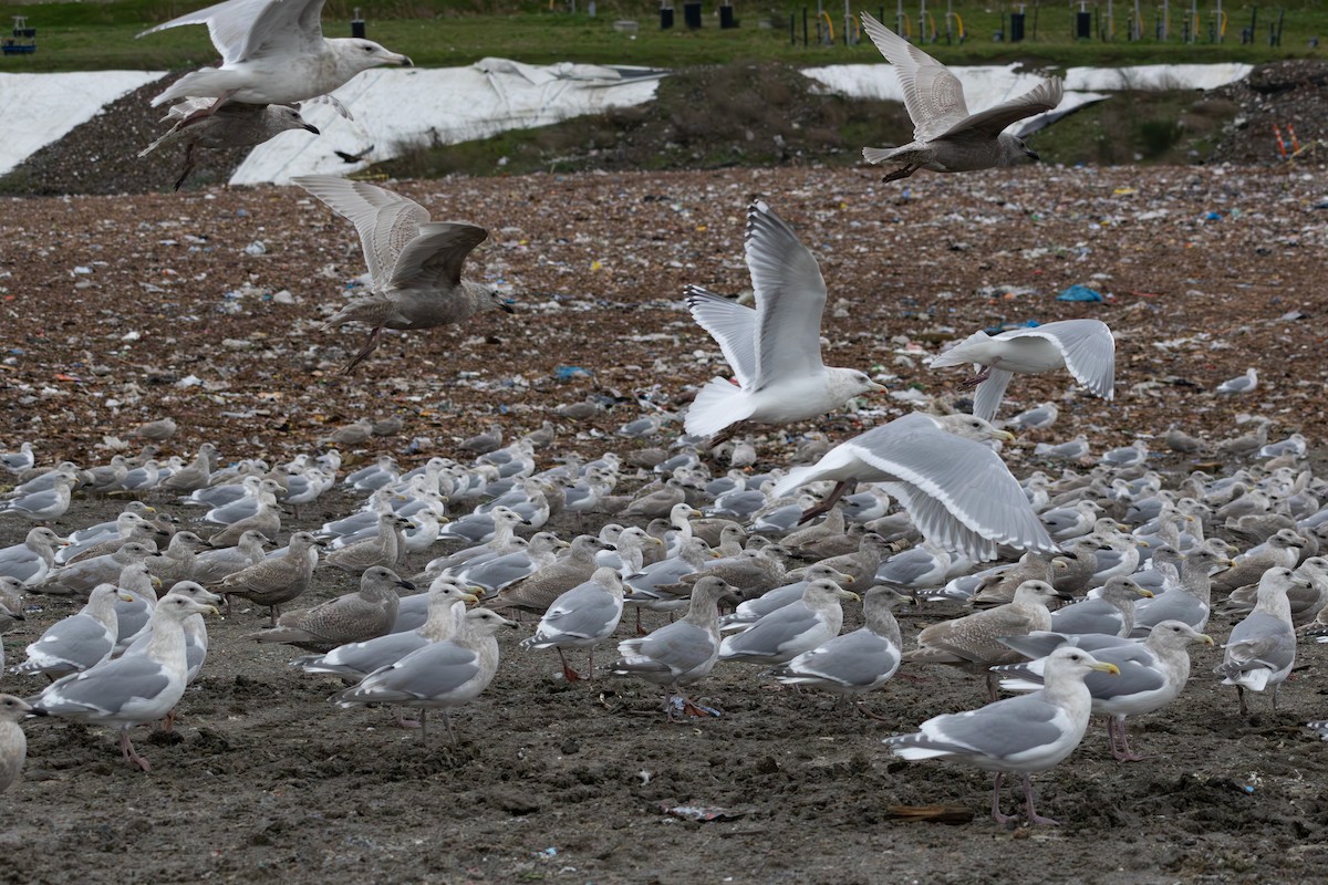 カモメ属 - ML647005911